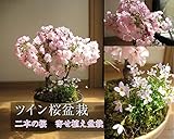 お誕生日鉢花　桜盆栽　お誕生日プレゼント