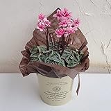 シクラメンフェアリーピコ・ピンク4号鉢植え／ブリキバケツ（アイボリー）