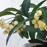 [実付き]万両（マンリョウ）：大実万両白実5号鉢植え ノーブランド品