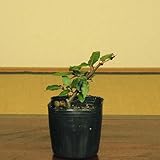 苗：寒ぐみ（交配用）