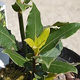 月桂樹（ゲッケイジュ） 3年生苗