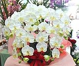 光触媒 【胡蝶蘭】 ギフト 【造花】 胡蝶蘭Ｍ５本立て 白 【ＣＴ触媒加工】 本物そっくり胡蝶蘭