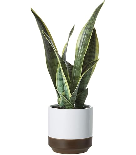 Amazon｜光触媒 人工観葉植物 ウォールグリーン フェイクグリーン