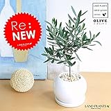 LAND PLANTS オリーブ 白色丸型陶器に植えた 卓上サイズ 室内用