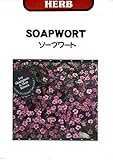 ソープワート 藤田種子 ハーブ