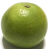 柑橘 苗木 スイーティー 15cmポット苗 かんきつ 苗 カンキツ