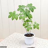 (山野草/盆栽/庭木)山菜 コシアブラ(漉油)3.5号(1鉢) 家庭菜園 [生体]