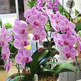 胡蝶蘭 ピンク色 3本立ち 小輪タイプ 【生花】 誕生日プレゼント お祝い 花 ギフト
