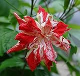 ハイビスカス 苗木 ’ハワイアンフラッグ’ Hibiscus ’Hawaiian Flag’ 3号ポット