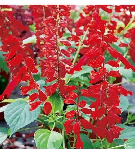 Amazon.co.jp: カカオ苗 チョコレートの木 フォラステロ系 : DIY