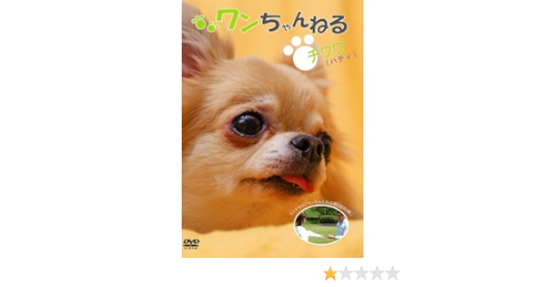 Amazon Co Jp ワンちゃんねる チワワ パティ Dvd Dvd ブルーレイ バラエティ