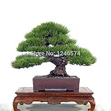 Hot Selling 50pcs Pine Tree Seeds Pinus Thunbergii Seeds Bonsai Seeds Potted Landscape Home Garden D