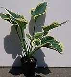 ギボウシ　サガエ　15ｃｍポット　寒河江