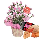 母の日 花とスイーツ ギフト カーネーション 鉢植え 5号鉢 ピンク ときめいて 苺 ケーキ セット プレゼント 用 ギフト ボックスでお届け