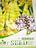 【 種子】 濃黄色インゲン豆 (15粒入)