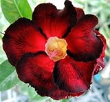 40 Fresh seedsアデニウム アラビカム オベスム 砂漠のバラ種子(40粒)塊根植物種子Adenium obesum Desert Roses seeds no292-Supper-red-