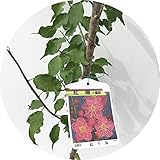 花梅 苗木 紅千鳥 (赤) 12cmポット苗 べにちどり はなうめ 苗 ハナウメ