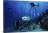 テリー・ムーアプレミアムシックラップキャンバス壁アート印刷題名A LargeレモンShark Gulps Down a large Tuna Head in front of a crowdのDive