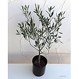 オリーブ：ミッション 5号ポット[塩蔵・オイル兼用種][自家結実性のある品種][苗木] ノーブランド品