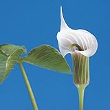 【山野草】【テンナンショウ】桃花天南星