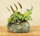 いよじ園 （草物盆栽） 一ッ葉・浜菊 寄せ 石付 （いよじ園）