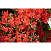 547 のこのこ様様赤葉ツツジ苗　6本、ギョリュウバイ1本 547 のこのこ様様赤葉ツツジ苗 6本、ギョリュウバイ1本