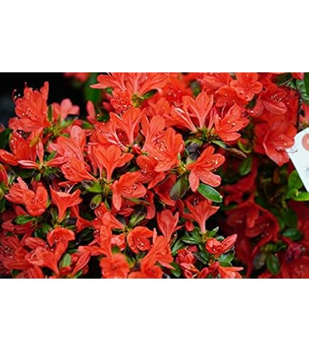 Amazon.co.jp: 『植木/庭木/苗木』淀川つつじ（ヨドガワツツジ）牡丹