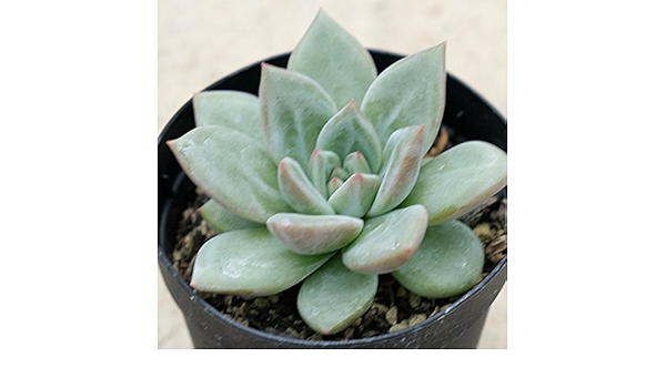 Amazon Co Jp ピンクシャンペーン 7 5cmポット エケベリア Echeveria Pink Champaign 福岡県産 多肉植物 多肉 観葉植物 インテリアグリーン 寄せ植えに 本 ホーム キッチン
