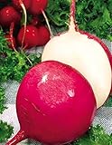 種子大根クラースナヤZimnyaya-レッド冬の有機栽培家宝野菜