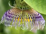 Passiflora maliformis - Sweet Calabash - 10 seeds