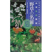 野草の名前 夏―和名の由来と見分けかた (山渓名前図鑑) | 高橋 勝雄