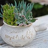 多肉植物 寄せ植え かわいい ポット Natural garden Mサイズ