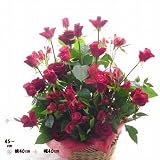 移転お祝い赤い薔薇 フラワーアレンジメント　お祝いカード付