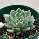 スカーレット 7.5cmポット エケベリア Echeveria 'Scarlet' 福岡県産 多肉植物 多肉 観葉植物 インテリアグリーン 寄せ植えに