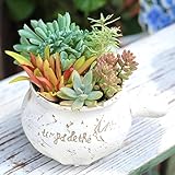 多肉植物 寄せ植え かわいい ポット Natural garden Lサイズ