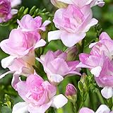 [秋植え球根]フリージア：ハネムーン5球入り 2袋セット ノーブランド品
