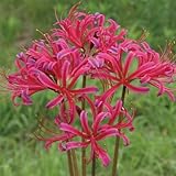 国華園 夏植え球根 リコリス ジャクソニアナ 3球【※発送が国華園からの場合のみ正規品です】