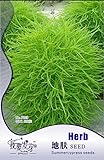 1 Pack, 20Seeds / Pack, RED Kochia Scoparia Grass Seeds, hardy/drought-tolerant, E-Z GROW,