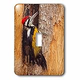 3drose LSP _ 208549 _ 1大きいFlameback Woodpecker、Tadoba Andheri Tiger予約、インド – Single切り替えスイッチ
