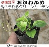 オカワカメ おかわかめ(健康野菜）９cmポット苗 2ポットセット