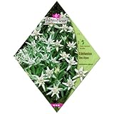 [春・秋まき　花タネ][フランス花の種]エーデルワイス（セイヨウウスユキソウ） *