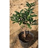 ジンチョウゲ (赤) 5号ポット