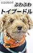 うちのわんこ ふわふわ トイプードル 写真集