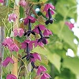 新しい家の庭の植物RHODOCHITON ATROSANGUINEUS PURPLE BELL VINEクライマーTRAILER花の種 - 10個/ロット