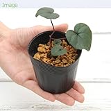 (山野草)シクラメン コウム 2.5～3号(1ポット) 本州・四国限定[生体]