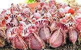 Cephalotus follicularis - Albany pitcher plant - 3 seeds