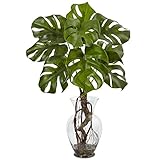 Monstera Plant with Vase
