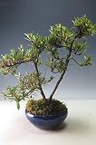 盆栽　花芽付き！皐月（さつき）（晃淋）の鉢植え【現品】(10003837)　2018春開花予定