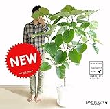 LAND PLANTS ハートリーフ ウンベラータ 10号サイズ 白セラアート鉢