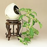 いよじ園 【】 ツル梅モドキ 小品盆栽（鉢:越前焼手造） （いよじ園）